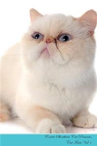 Exotic Shorthair Cat Presents