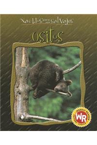 Ositos (Little Bears)