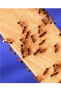 Insect School Composition Book Fire Ants On Wood Entomology