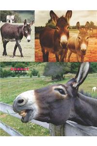 Donkey Sketch Book
