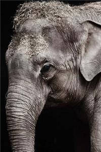 Mind Blowing Elephant Journal