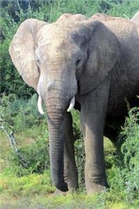 African Elephant Journal