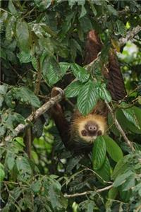 Two-Toed Sloth Hanging From a Tree Journal