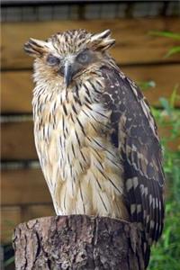 A Buffy Fish Owl Bubo ketupu Bird Journal