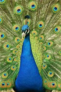 A Peacock in Full Display Journal