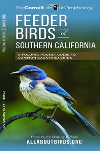 Feeder Birds of Southern California