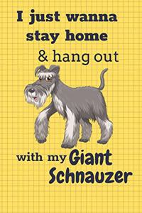I just wanna stay home & hang out with my Giant Schnauzer