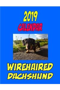 2019 Calendar Wirehaired Dachshund