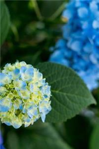 Baby Blue and Yellow Hydrangea Flowers Journal