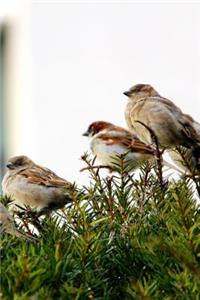 Sparrow Birds Perched on a Shrub Journal