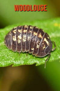 Woodlouse