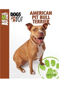 American Pit Bull Terrier