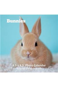 Bunnies 8.5 X 8.5 Calendar September 2019 -December 2020