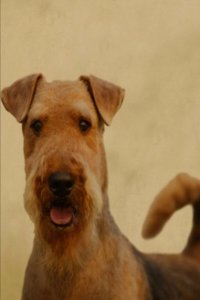 Airedale