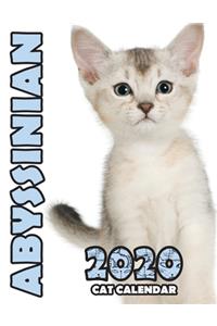 Abyssinian 2020 Cat Calendar