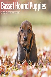 BASSET HOUND PUPPIES CAL 2020