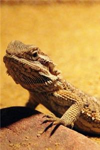 Bearded Dragon Journal