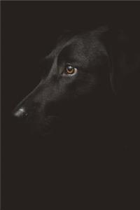 Dog Portrait