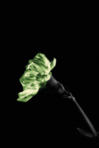 The Green Carnation