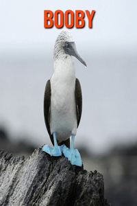 Booby