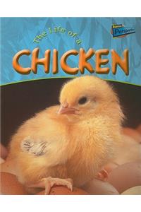 Life of a Chicken