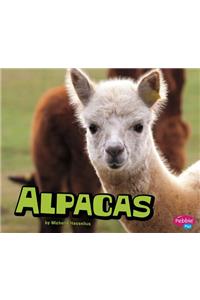 Alpacas