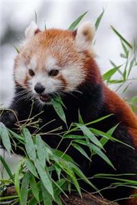 Mind Blowing Cute Little Red Panda Eating Bamboo 150 Page lined journal