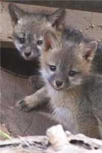 Young Grey Kit Fox Journal