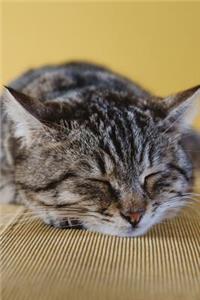 Sleeping Cat