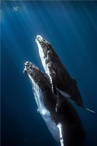 Save The Humpback Whale 2020 Weekly Monthly Planner