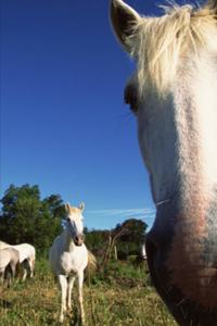 2020 Weekly Planner Horse Photo Equine Herd White Horses 134 Pages