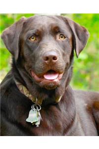 School Composition Book Dogs Puppies Retrievers Chocolate Lab Front 200 Pages