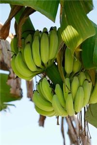 Bananas Ready to be Harvested Journal