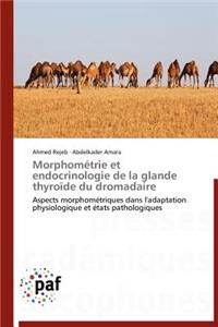 Morphométrie Et Endocrinologie de la Glande Thyroïde Du Dromadaire