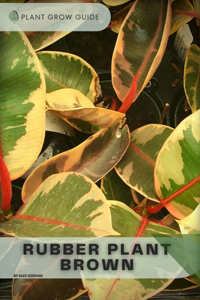 Rubber Plant Brown