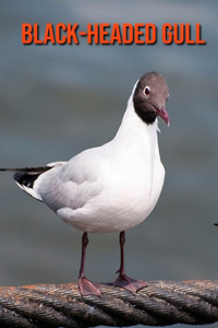 Black-Headed Gull