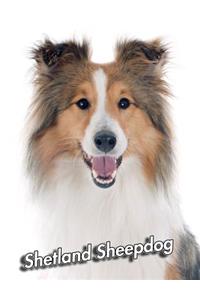 Shetland Sheepdog: Composition Book 150 pages 8.5 x 11 in. Wide Ruled Writing Notebook Lined Paper Soft Cover Plain Journal