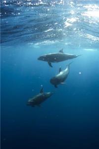 Mind Blowing Dolphines Journal