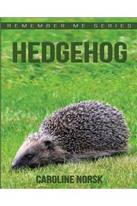 Hedgehog