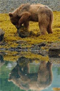 Brown Bear Foraging at the Lake Animal Journal