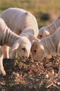 Say Hello to the Little Lambs Journal