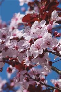 The Almond Blossom Journal