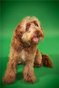 Otterhound