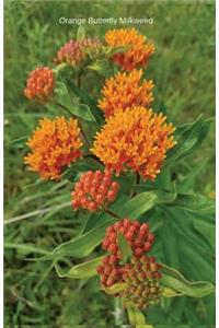 Orange Butterfly Milkweed