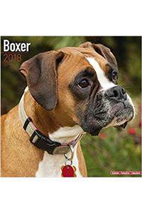 Boxer Calendar 2018 (Square)