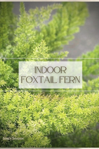 Indoor Foxtail Fern