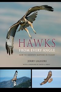 Hawks from Every Angle: How to Identify Raptors In Flight