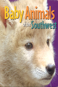 Baby Animals of the Southwest