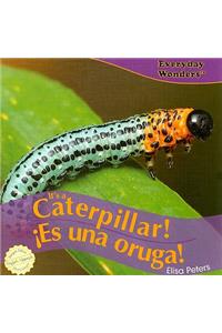 It's a Caterpillar! / ¡Es Una Oruga!