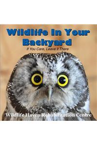 Wildlife in Your Backyard